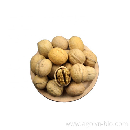 New Crop High Quality Shelled Raw Xin2 Walnuts